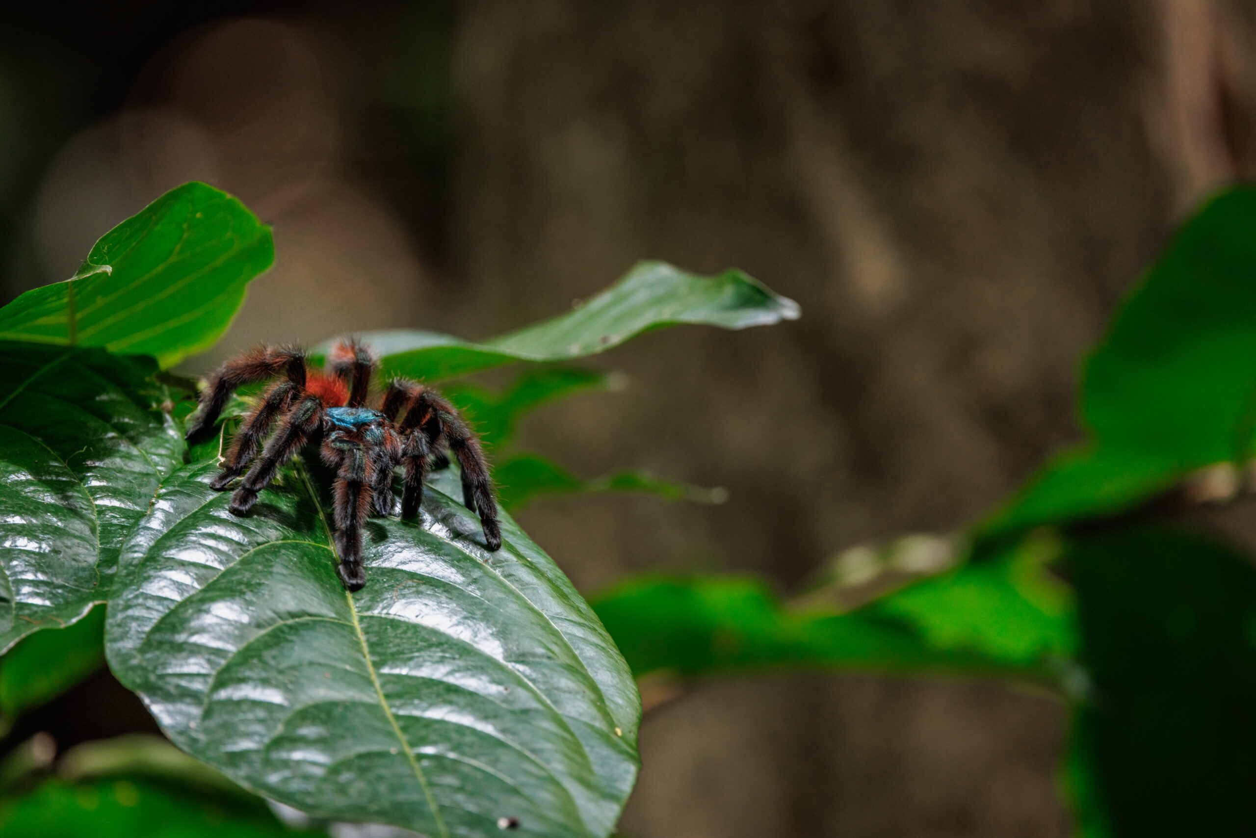 TP Vision ve The Explorers Ortaklığıyla Hazırlanan Doğa Harikaları İçerikleri Philips Ambilight TV’lerde!