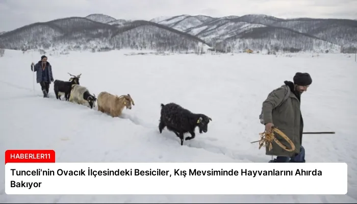 Tunceli’nin Ovacık İlçesindeki Besiciler, Kış Mevsiminde Hayvanlarını Ahırda Bakıyor