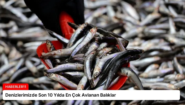 Denizlerimizde Son 10 Yılda En Çok Avlanan Balıklar