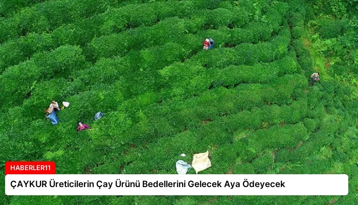 ÇAYKUR Üreticilerin Çay Ürünü Bedellerini Gelecek Aya Ödeyecek