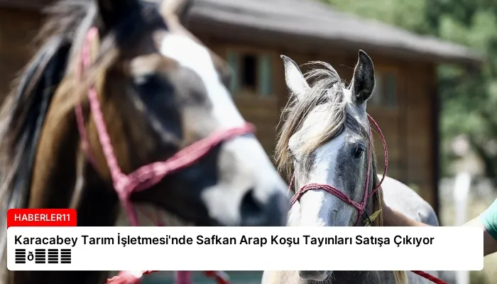 Karacabey Tarım İşletmesi’nde Safkan Arap Koşu Tayınları Satışa Çıkıyor ⏬👇