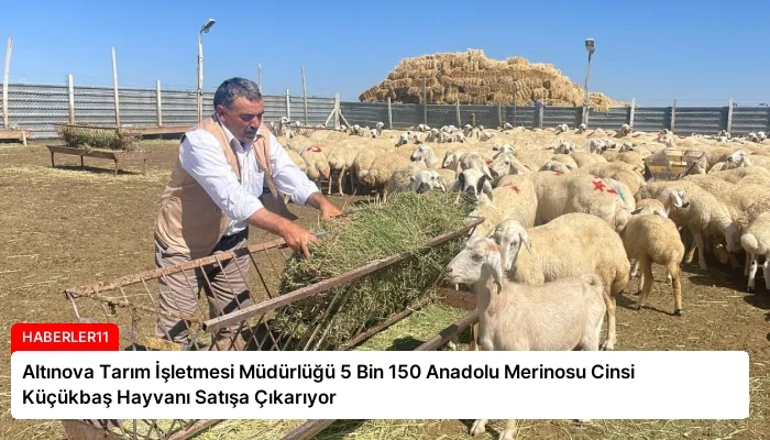 Altınova Tarım İşletmesi Müdürlüğü 5 Bin 150 Anadolu Merinosu Cinsi Küçükbaş Hayvanı Satışa Çıkarıyor