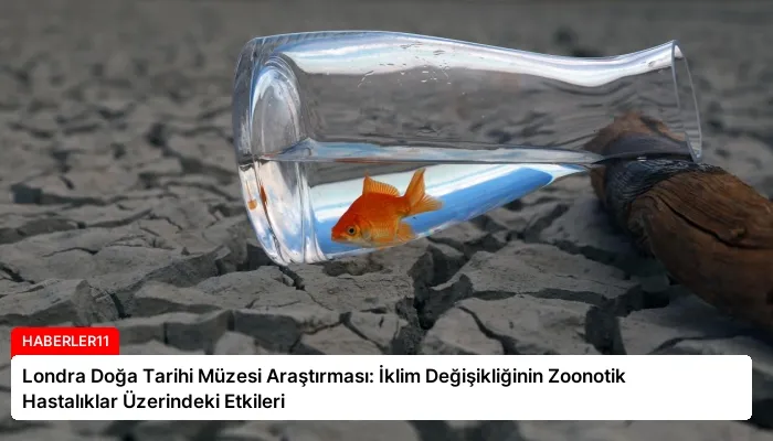 Londra Doğa Tarihi Müzesi Araştırması: İklim Değişikliğinin Zoonotik Hastalıklar Üzerindeki Etkileri