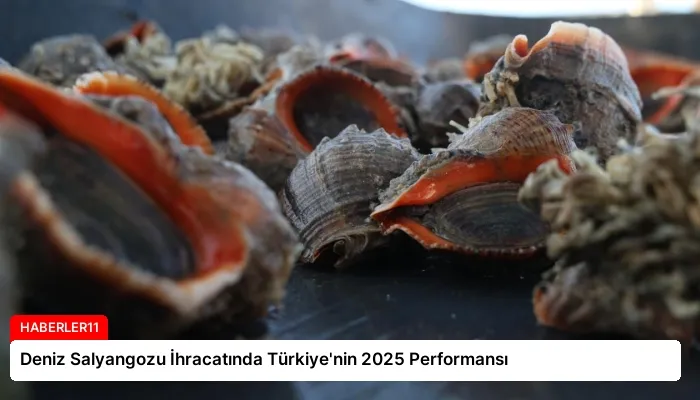 Deniz Salyangozu İhracatında Türkiye’nin 2025 Performansı