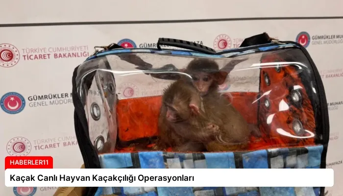 Kaçak Canlı Hayvan Kaçakçılığı Operasyonları