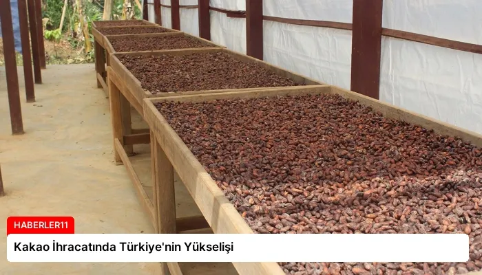 Kakao İhracatında Türkiye’nin Yükselişi