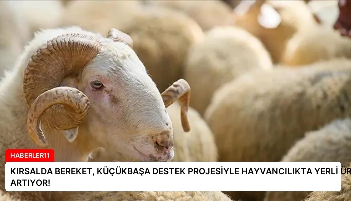 KIRSALDA BEREKET, KÜÇÜKBAŞA DESTEK PROJESİYLE HAYVANCILIKTA YERLİ ÜRETİM ARTIYOR!