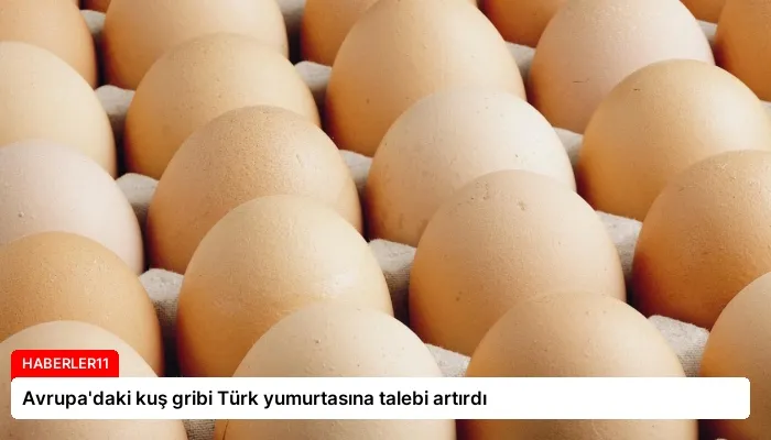 Avrupa’daki kuş gribi Türk yumurtasına talebi artırdı