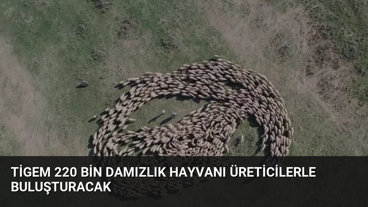 Tigem 220 Bin Damızlık Hayvanı Üreticilerle Buluşturacak