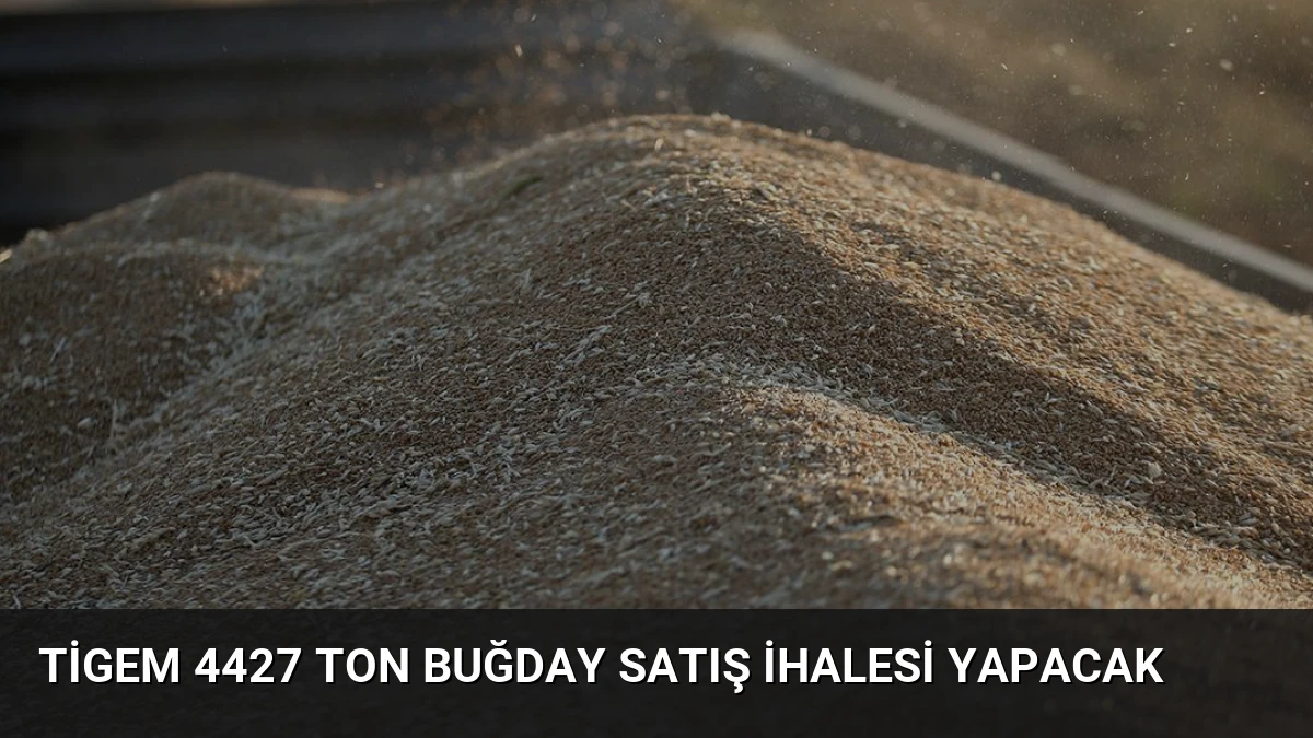Tigem 4427 Ton Buğday Satış İhalesi Yapacak