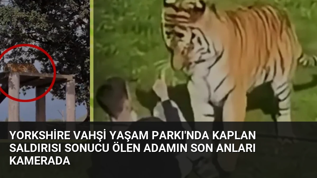 Yorkshire Vahşi Yaşam Parkı’nda Kaplan Saldırısı Sonucu Ölen Adamın Son Anları Kamerada